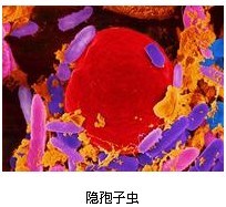 隐孢子虫